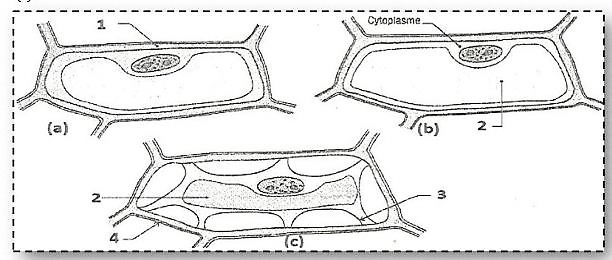 cellules