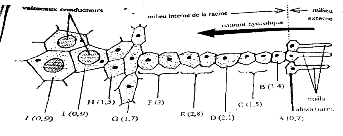 cellules