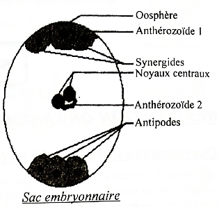 sac embryonaire.png