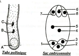 sac embryonaire.png